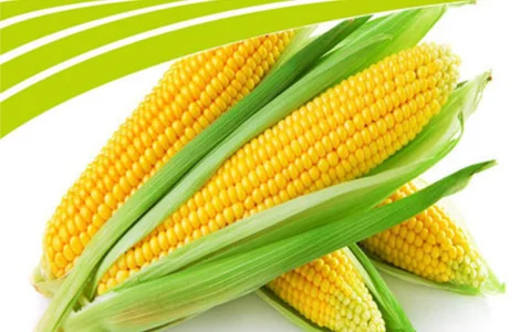 Посевной материал кукурузы от компании Dow Seeds