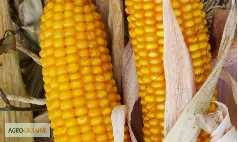 Купить семена кукурузи Амарок