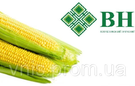 ВНІС пропонує: Насіння кукурудзи ВН 63