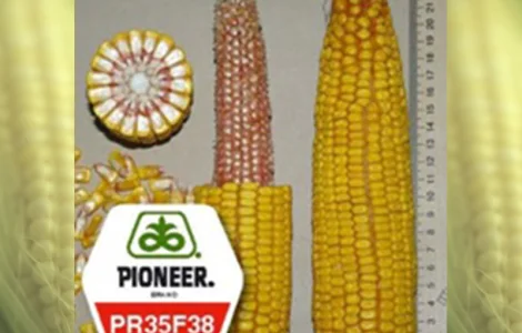 Семена кукурузы Pioneer PR35F38 Пионер