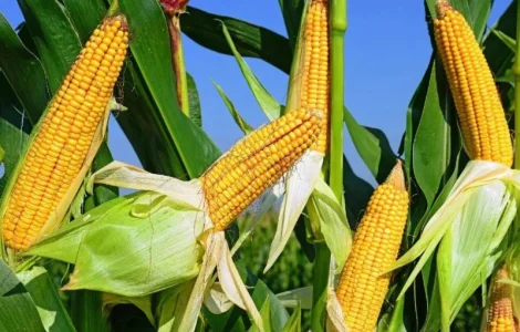 Купуемо кукурузу
