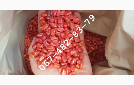 Продам семена кукурузы CORBIN ФАО 260 канадский трансгенный гибрид
