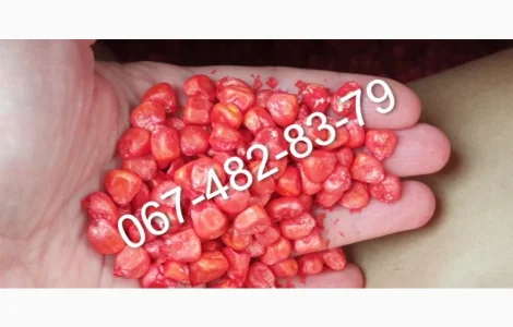 Продам Семена кукурузы CATALINA ФАО 260 канадский гибрид