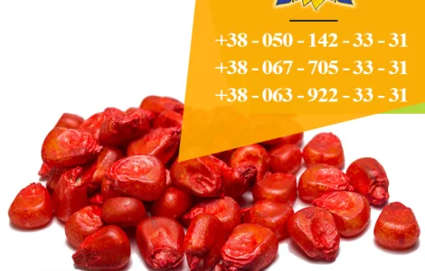 Семена кукурузы / Насіння кукурудзи Оржиця 237 МВ від ПБФ «Колос»
