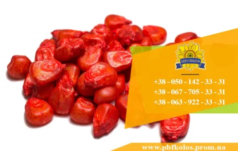 Семена кукурузы / Насіння кукурудзи Дніпровський 181 СВ від ПБФ «Колос»
