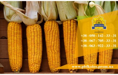 Семена кукурузы / Насіння кукурудзи Подільський 274 СВ від ПБФ «Колос»