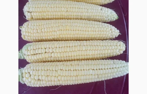 Куплю сладкую кукурузу в початках