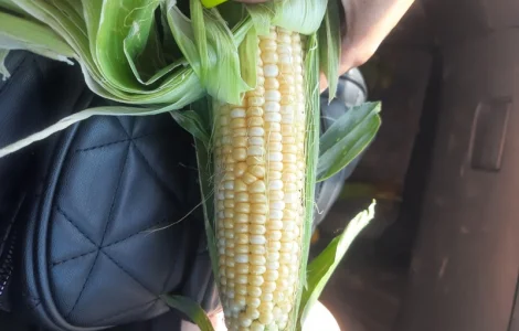 Продам кукурузу молодая