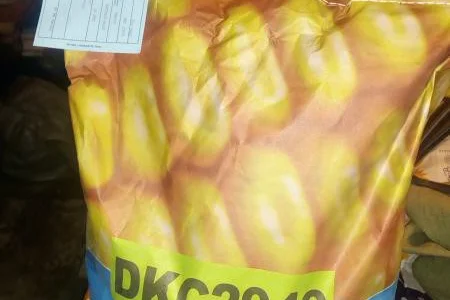 Семена Monsanto (Монсанто) кукуруза Dekalb.