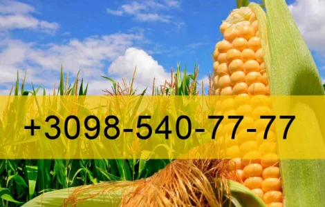 Купую Кукурудзу 2023 року врожай