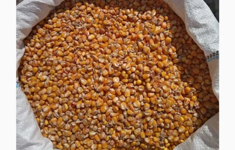 Кукуруза (кукурудза) кормовая