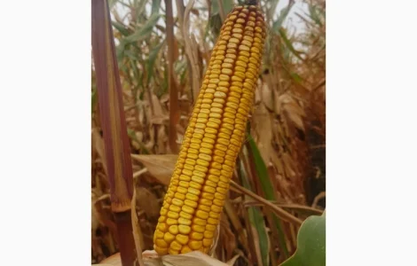 Високоврожайний гібрид кукурудзи - ОНІКС (ФАО 350)