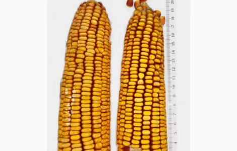 Cемена кукурузы RAM1333, RAM3153, RAM8143, RAM8663, RAM6475 и др