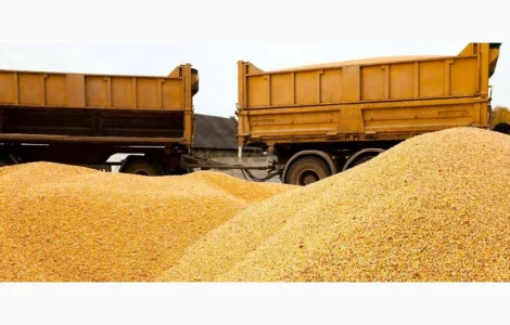 Куплю кукурузу. ДСТУ 4525:2006