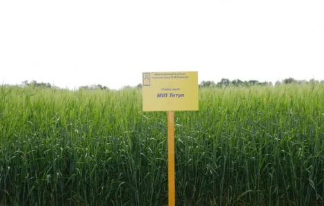 МІП Титул ячмінь ярий