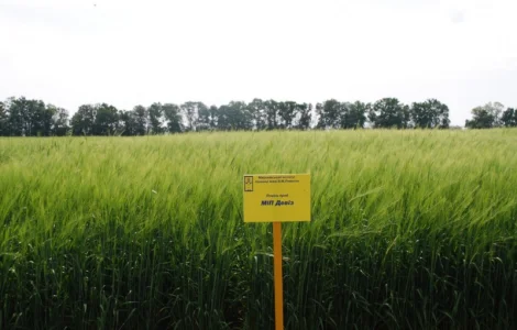 МІП ДЕВІЗ ячмінь ярий