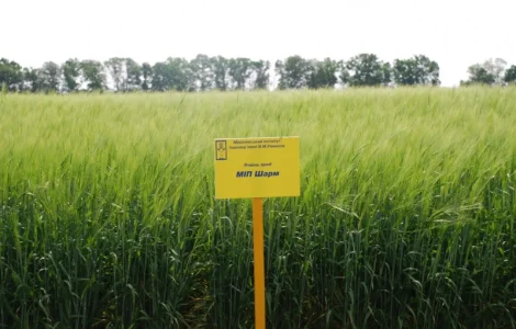 МІП Шарм ячмінь ярий