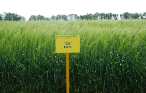 МІП Богун ячмінь ярий