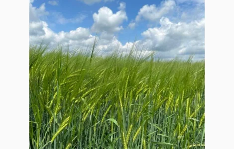 Пропонуємо насіння ярого ячменю КВС Кріссі (СН-1) ПИВОВАРНИЙ