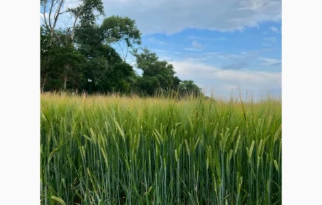 Пропонуємо насіння ярого ячменю Спітфаєр (СН-1) ПИВОВАРНИЙ