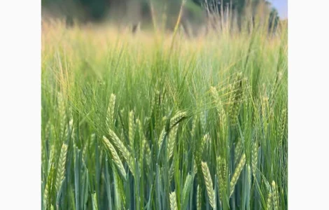 Пропонуємо насіння ярого ячменю Сєбастьян (СН-1)