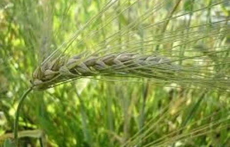 Ячмінь озимий ЛАУРІН