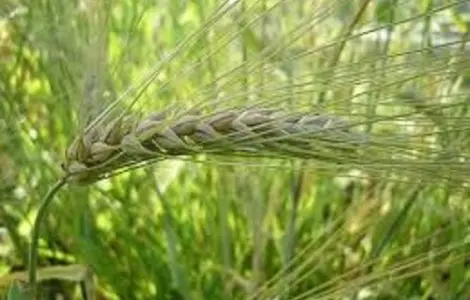 Ячмінь озимий ЛАУРІН