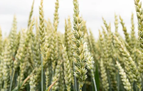 Насіння ячменю озимого Міднайт