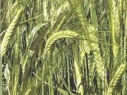 Семена ячменя Одиссей Лимагрейн 1 реп