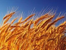 Мальз семена ячменя 1реп