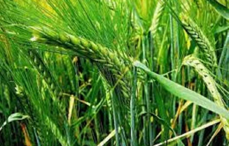 Семена ячменя ДЕВЯТЫЙ ВАЛ элита 1 репрод