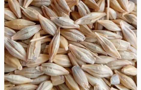 Озимий ячмінь Луран