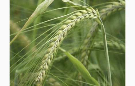 Ячмінь озимий Дунай КВС
