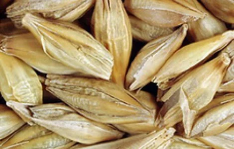 СРОЧНО продам посевной ячмень ярый сорт Адапт от производителя с 1 до 20 тонн