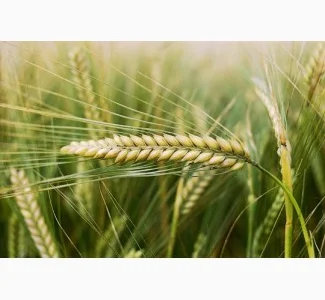 Ячмінь "Командор"