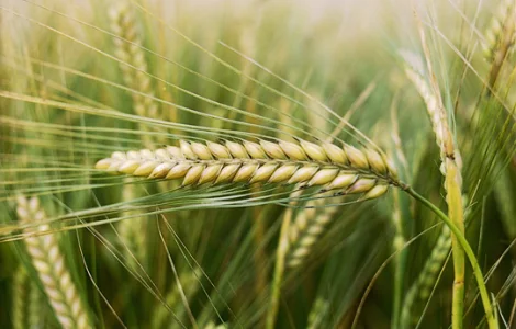 Зерно ячменю Командор