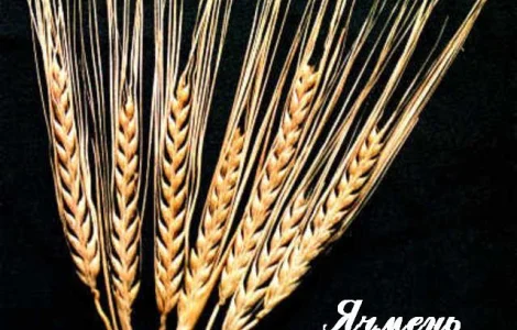 Куплю ячмень и отходи самовывоз