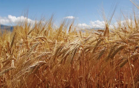 Закупаем ячмень дорого