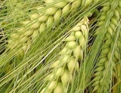 Насіння Озимого Ячменю Дев’ятий Вал