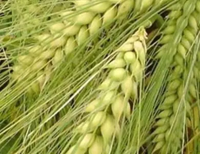 Насіння озимого ячменю Дев’ятий Вал на продажу