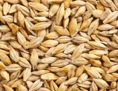 Насіння Озимого Ячменю Валькірія