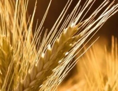 Насіння Озимого Ячменю Луран