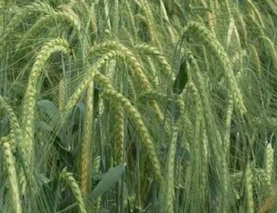 Насіння Озимого Ячменю Снігова Королева