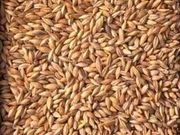 Куплю ячмінь