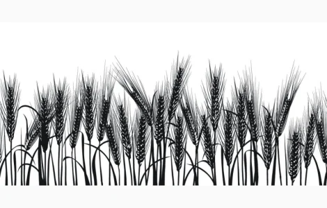 ЗАкупаем Я Ч М Е Н Ь круглый год. Самовывоз. Быстрая оплата