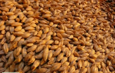 Куплю ячмень и отходы на самовывоз