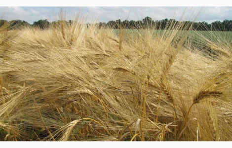 Семена озимого ячменя