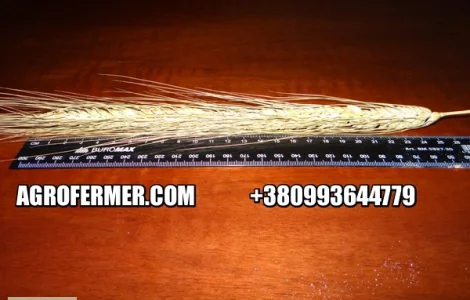 Озимый ячмень HUMBER Канадский трансгенный сорт