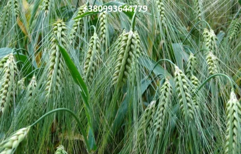 Семена ячменя ALVIN канадский ярый трансгенный сорт