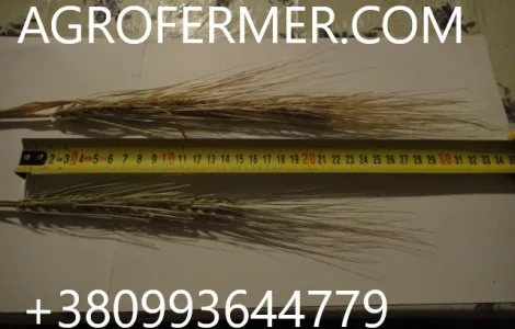 Семена озимого ячменю JEROM — канадський трансгенний сорт